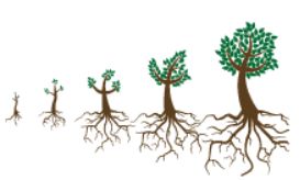 Illustration of five stages of tree and root growth. Larger trees have increased density of roots.